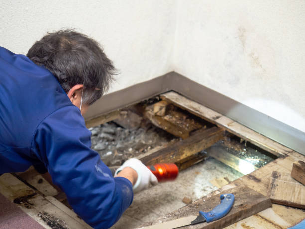 Best Attic Mold Remediation in New Cumberland, WV