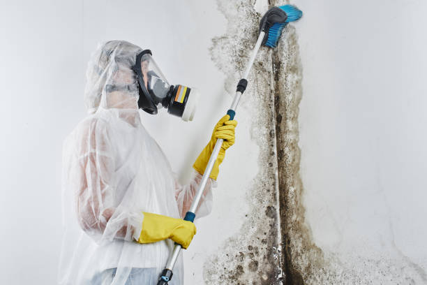 Best Emergency Mold Remediation in New Cumberland, WV