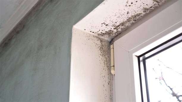 Best Commercial Mold Remediation in New Cumberland, WV