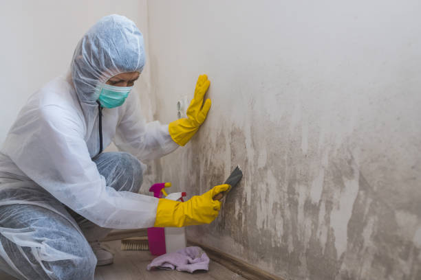 Best White Mold Remediation in New Cumberland, WV