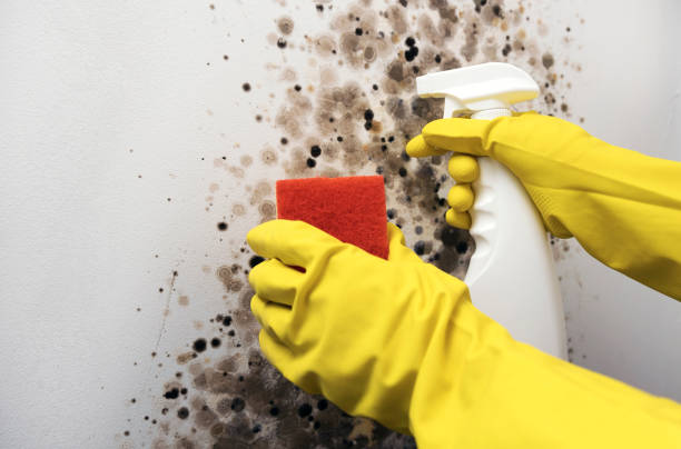 Best Localized Mold Remediation (e.g., coastal areas, humid climates) in New Cumberland, WV