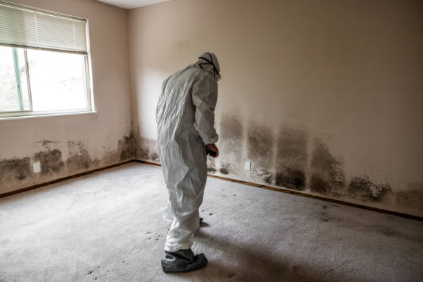 Best Post-Flood Mold Remediation in New Cumberland, WV