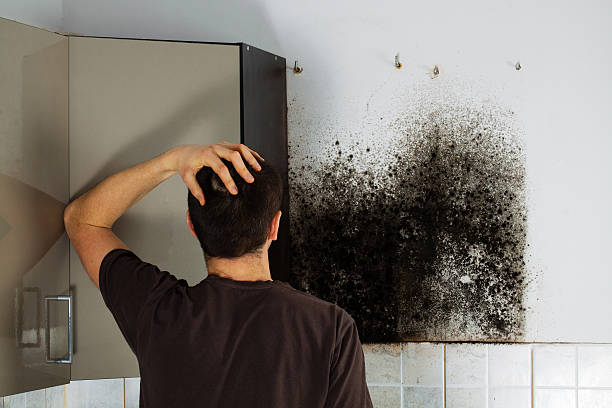 Trusted New Cumberland, WV Mold Remediation Experts
